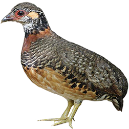 Chestnut-necklaced Hill Partridge